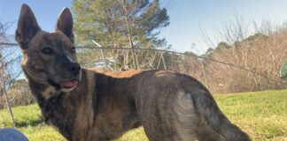 Pet of the Week: Catch up with Kit!