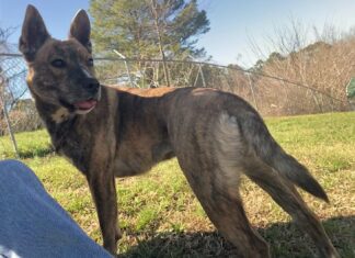 Pet of the Week: Catch up with Kit!