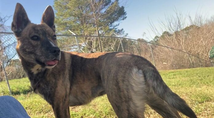 Pet of the Week: Catch up with Kit!