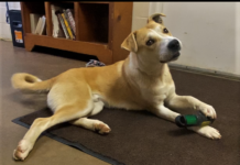 Pet of the Week: Find an adventure with Elliot!