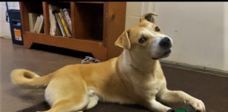 Pet of the Week: Find an adventure with Elliot!