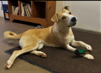 Pet of the Week: Find an adventure with Elliot!