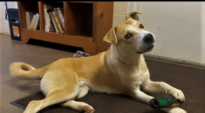 Pet of the Week: Find an adventure with Elliot!