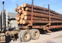 Don’t be stumped by the 2022 timber market