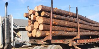 Don’t be stumped by the 2022 timber market