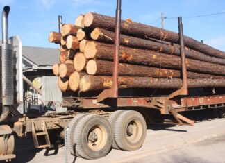 Don’t be stumped by the 2022 timber market