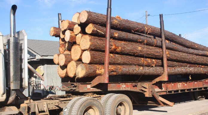 Don’t be stumped by the 2022 timber market