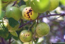 Choosing a citrus tree for the backyard