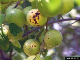 Choosing a citrus tree for the backyard