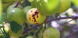 Choosing a citrus tree for the backyard