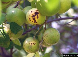 Choosing a citrus tree for the backyard