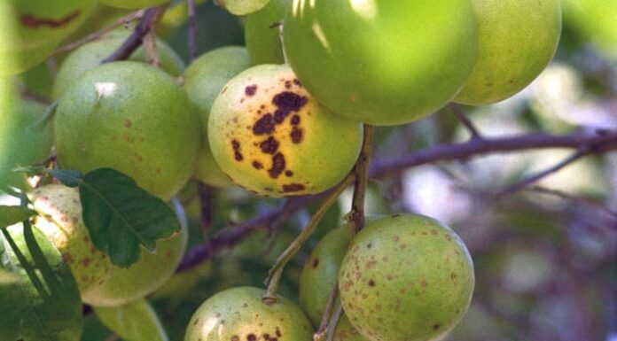 Choosing a citrus tree for the backyard