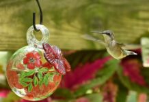 Springing into hummingbird season