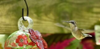 Springing into hummingbird season