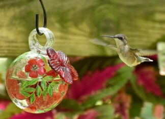 Springing into hummingbird season