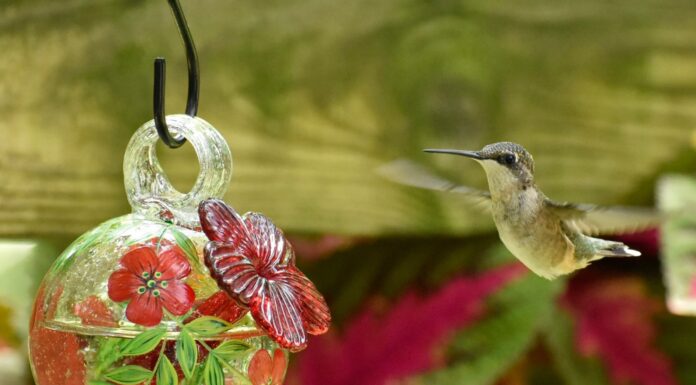 Springing into hummingbird season