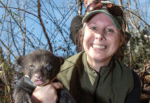 Black bear cubs collared in northeast Alabama