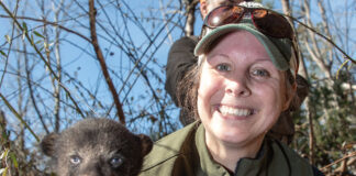 Black bear cubs collared in northeast Alabama