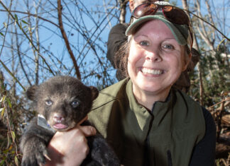 Black bear cubs collared in northeast Alabama