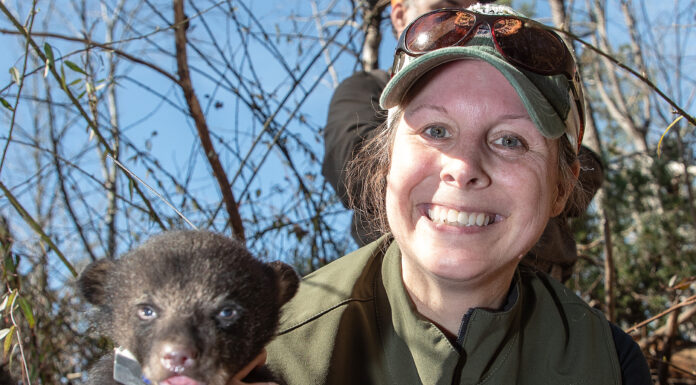 Black bear cubs collared in northeast Alabama