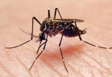 Research shows mosquitoes remember, avoid pesticide odors