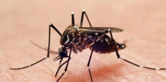 Research shows mosquitoes remember, avoid pesticide odors
