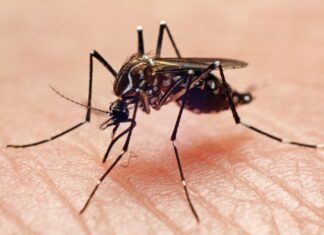 Research shows mosquitoes remember, avoid pesticide odors