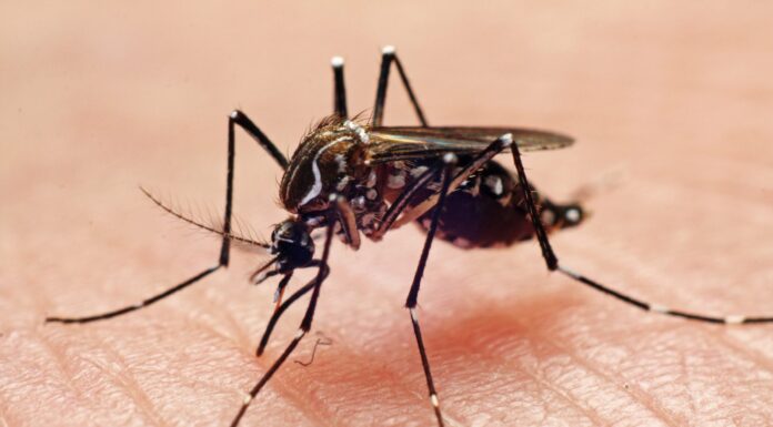 Research shows mosquitoes remember, avoid pesticide odors