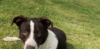 Pet of the Week: A Penny for your thoughts!