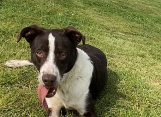 Pet of the Week: A Penny for your thoughts!