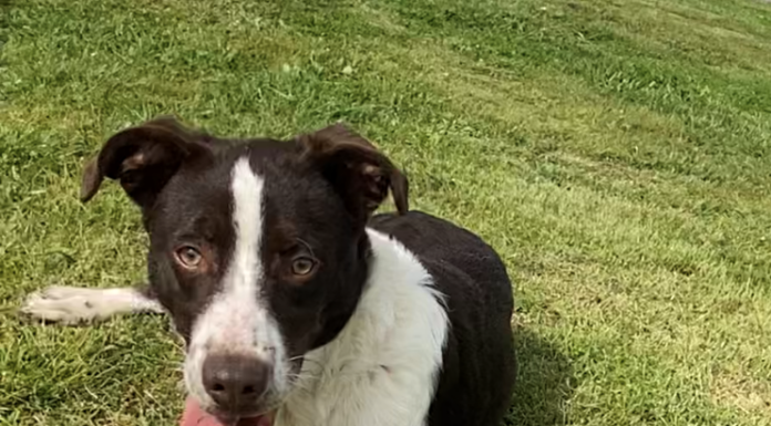 Pet of the Week: A Penny for your thoughts!