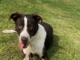 Pet of the Week: A Penny for your thoughts!