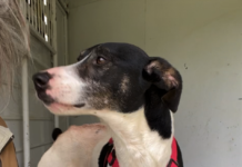 Pet of the Week: Spring into springtime with Sambo!