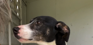 Pet of the Week: Spring into springtime with Sambo!