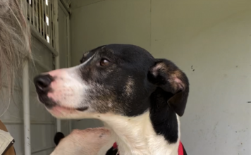 Pet of the Week: Spring into springtime with Sambo!