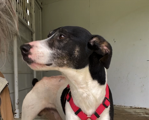 Pet of the Week: Spring into springtime with Sambo!