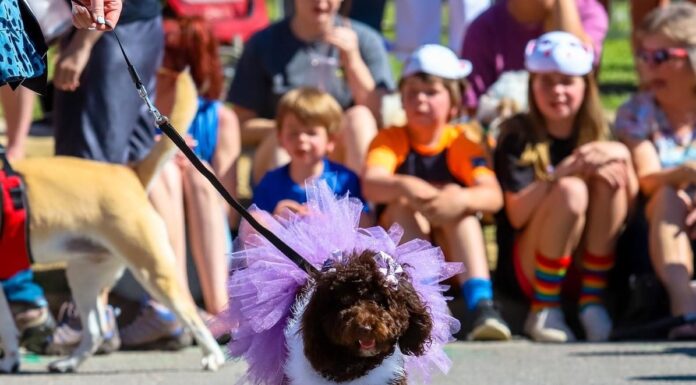2nd Annual Doggy Pawgeant taking place at Strawberry Festival May 7