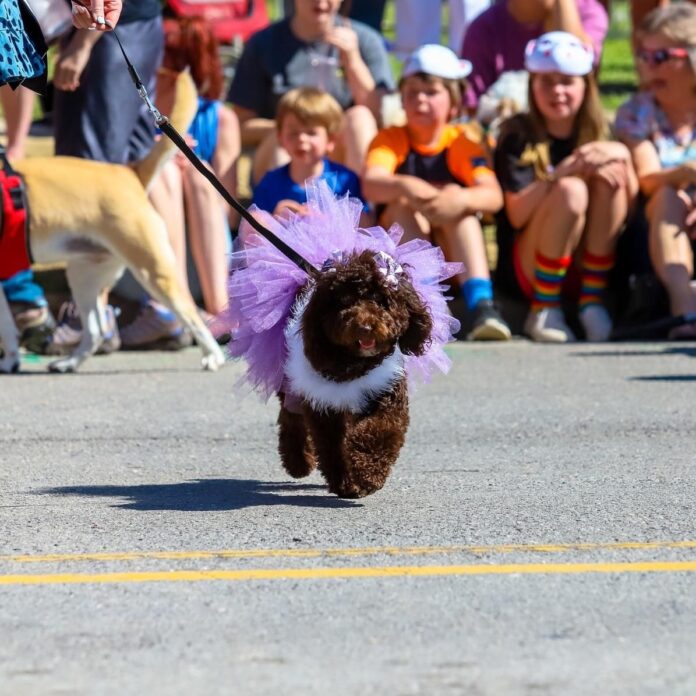 2nd Annual Doggy Pawgeant taking place at Strawberry Festival May 7 - The Cullman Tribune