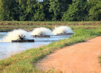 Alabama’s booming catfish industry ranked #2 in U.S.