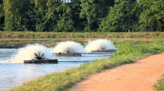 Alabama’s booming catfish industry ranked #2 in U.S.