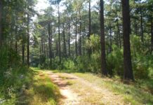 Alabama’s forests: clearing the air