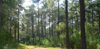 Alabama’s forests: clearing the air
