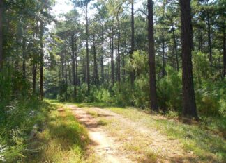 Alabama’s forests: clearing the air