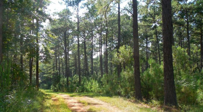 Alabama’s forests: clearing the air