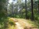Alabama’s forests: clearing the air