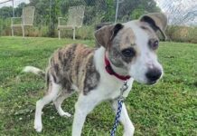 Pet of the Week: Jump into summer with Jenny!