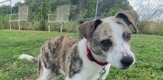 Pet of the Week: Jump into summer with Jenny!