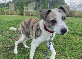 Pet of the Week: Jump into summer with Jenny!