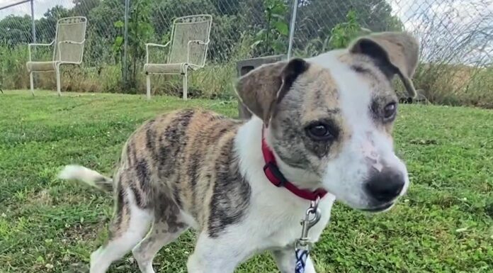 Pet of the Week: Jump into summer with Jenny!