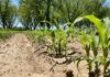 A home gardener’s guide to corn